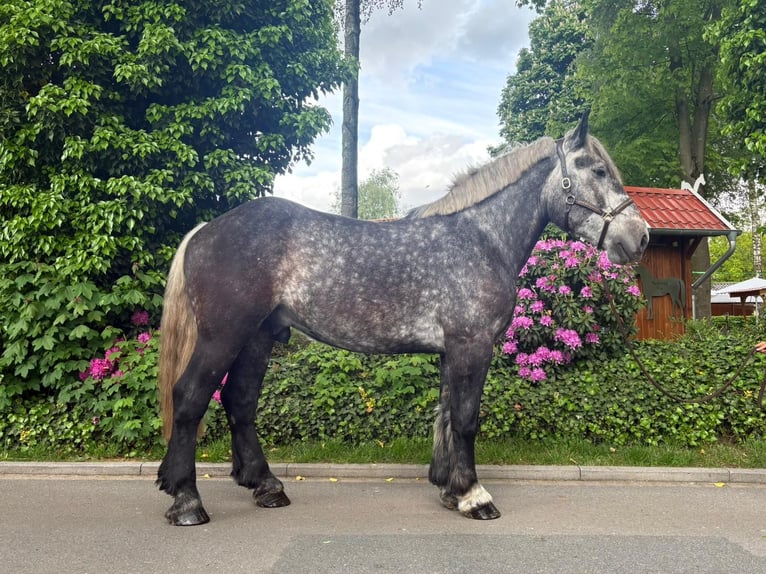 Polish Coldblood Gelding 4 years 17 hh Grey-Dapple in Eggermühlen