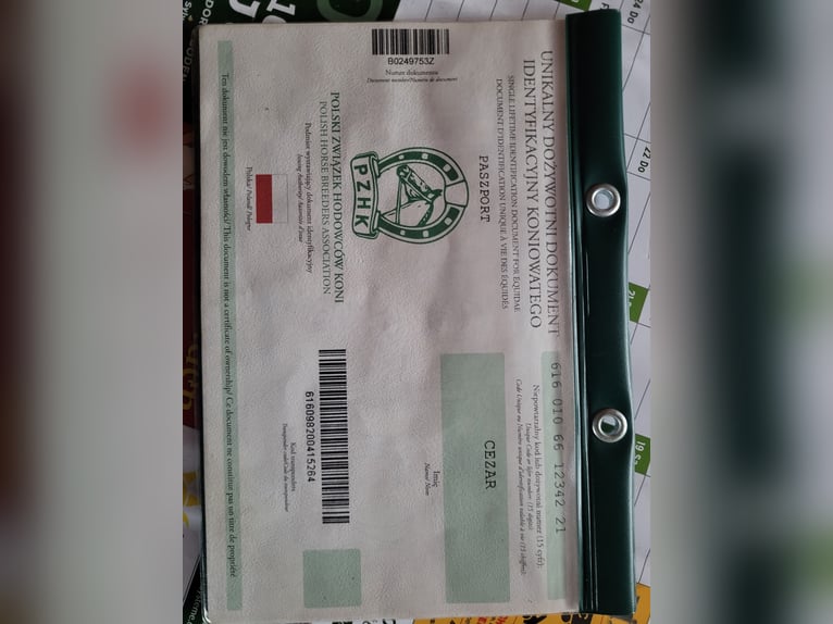 Polish Coldblood Gelding 5 years 15.1 hh Black in Eberhardzell