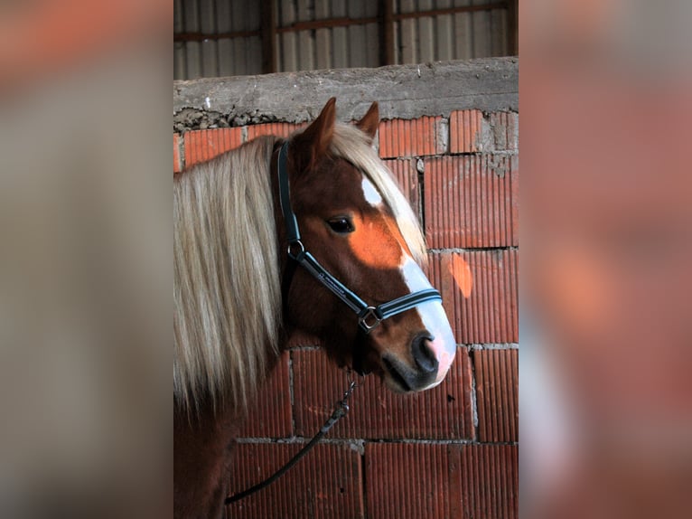 Polish Coldblood Mix Gelding 5 years 15,1 hh Chestnut-Red in Brakel