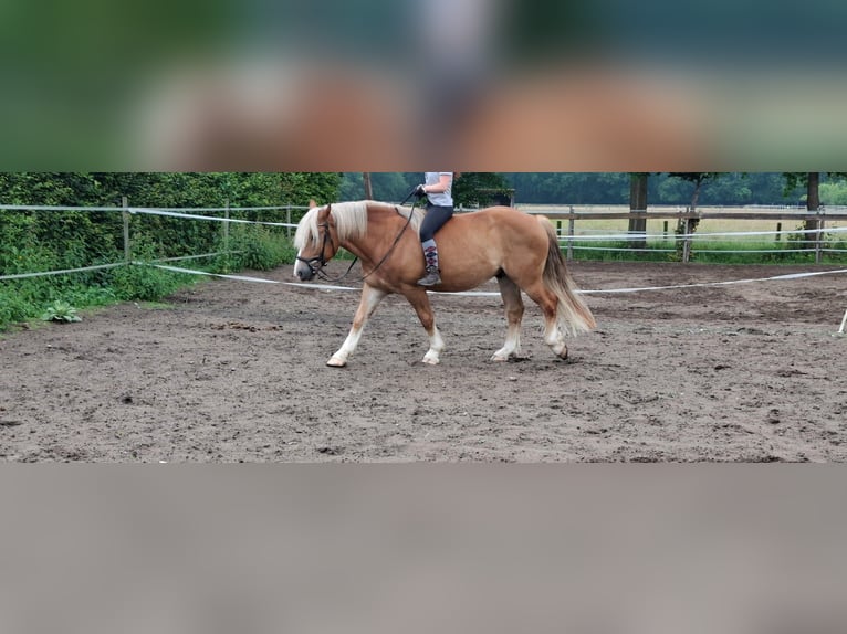 Polish Coldblood Mix Gelding 5 years 15,1 hh Chestnut-Red in Brakel