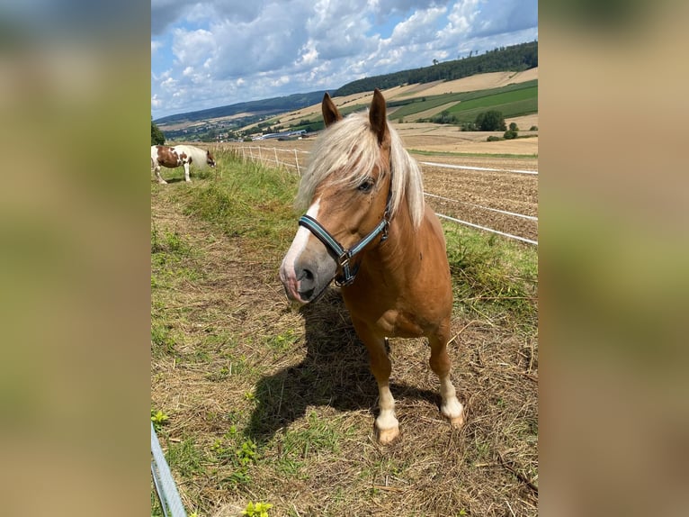 Polish Coldblood Mix Gelding 5 years 15,1 hh Chestnut-Red in Brakel