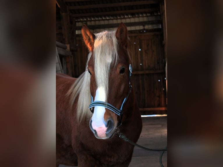 Polish Coldblood Mix Gelding 5 years 15,1 hh Chestnut-Red in Brakel