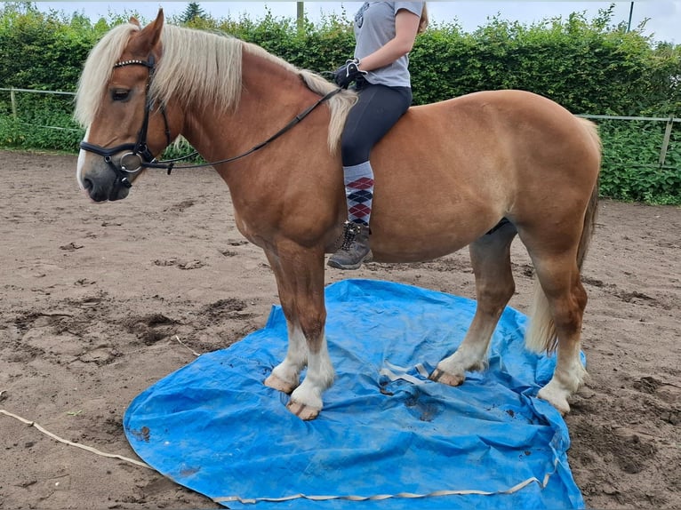 Polish Coldblood Mix Gelding 5 years 15,1 hh Chestnut-Red in Brakel