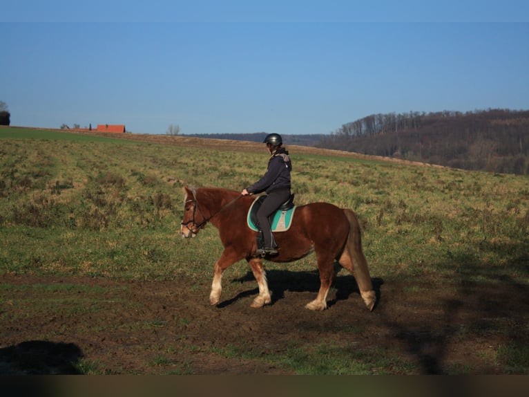 Polish Coldblood Mix Gelding 5 years 15,1 hh Chestnut-Red in Brakel