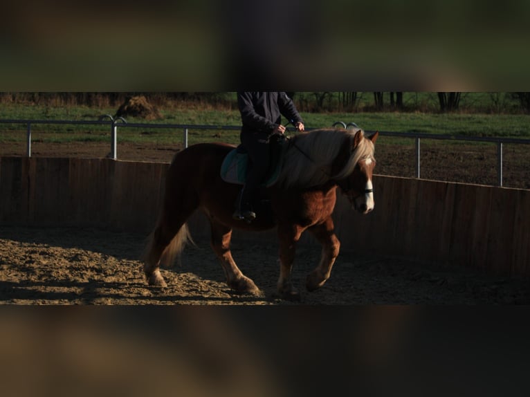 Polish Coldblood Mix Gelding 5 years 15,1 hh Chestnut-Red in Brakel