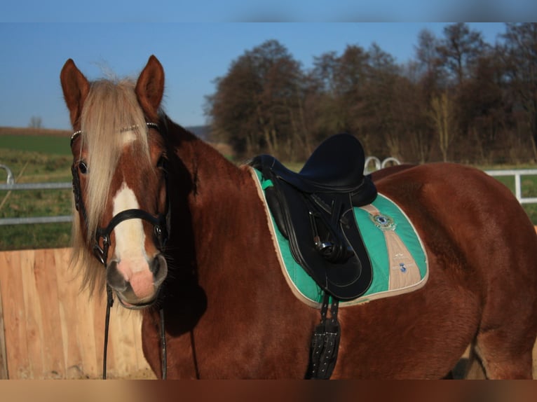 Polish Coldblood Mix Gelding 5 years 15,1 hh Chestnut-Red in Brakel