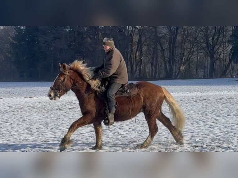Polish Coldblood Gelding 5 years 15,1 hh Chestnut-Red in Fuchstal