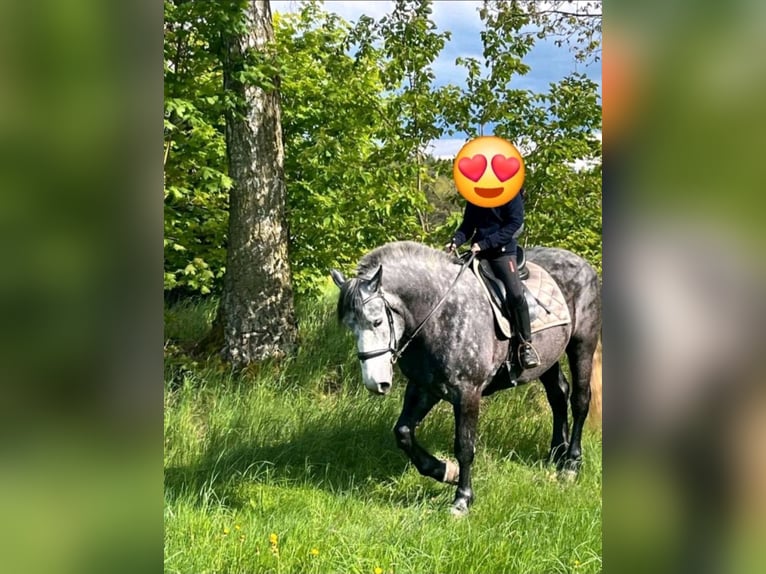 Polish Coldblood Gelding 5 years 15,3 hh Grey-Blue-Tan in Gutenzell-H&#xFC;rbel