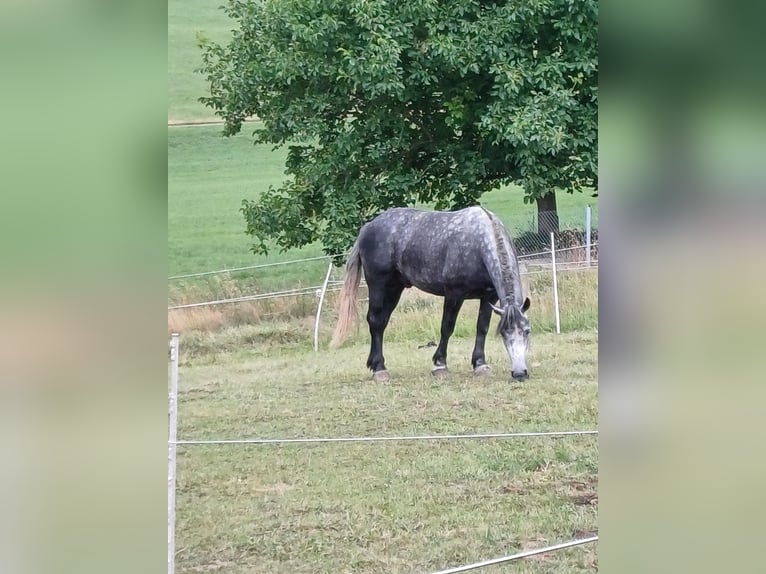 Polish Coldblood Gelding 5 years 15,3 hh Grey-Blue-Tan in Gutenzell-H&#xFC;rbel