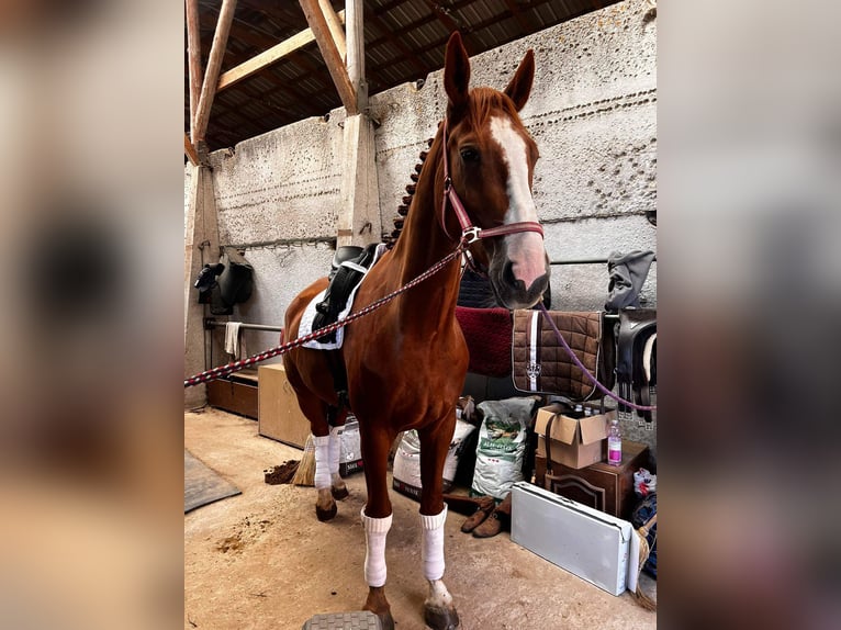 Polish Coldblood Gelding 5 years 17 hh in Vilnius