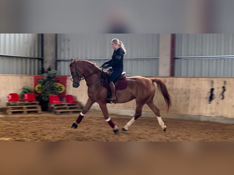 Polish Coldblood Gelding 5 years 17 hh in Vilnius