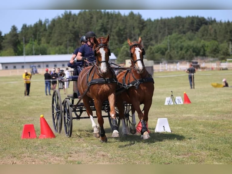 Polish Coldblood Gelding 5 years 17 hh in Vilnius