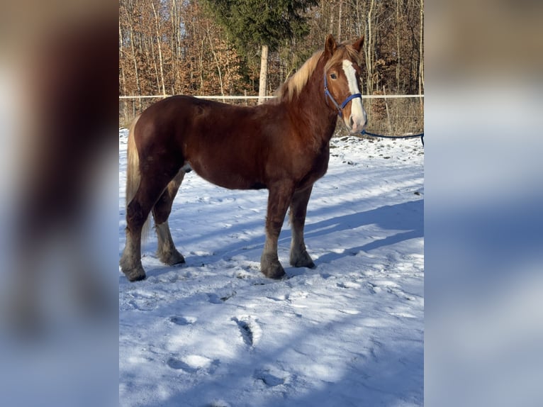 Polish Coldblood Mix Gelding 5 years 18 hh Chestnut-Red in Fuchstal