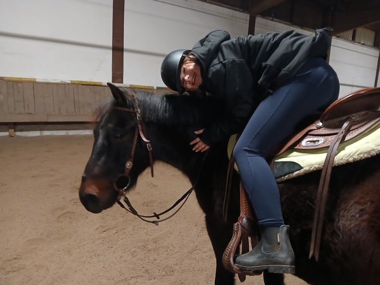 Polish Coldblood Gelding 6 years 14,2 hh Bay-Dark in Sch&#xF6;nbrunn