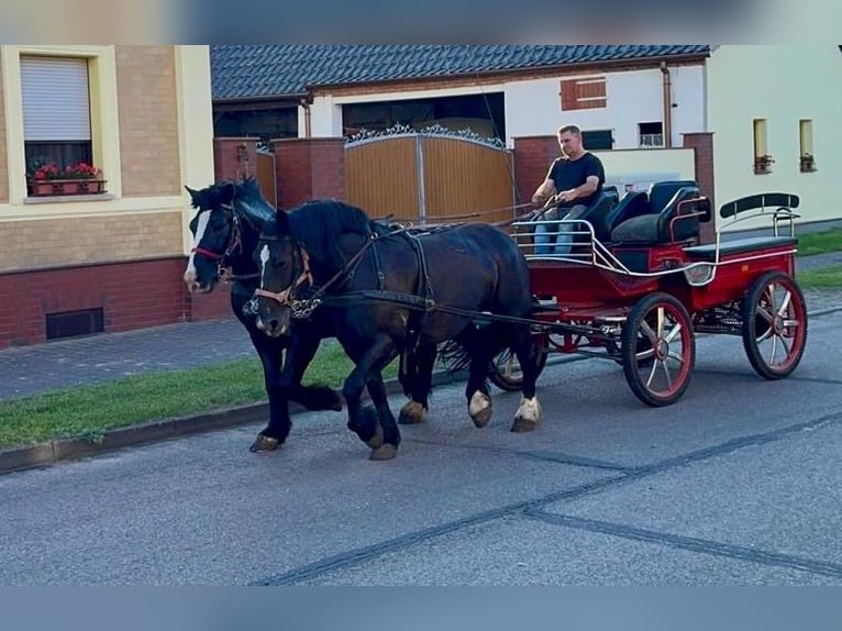 Polish Coldblood Gelding 6 years 15.2 hh Black in Gräben