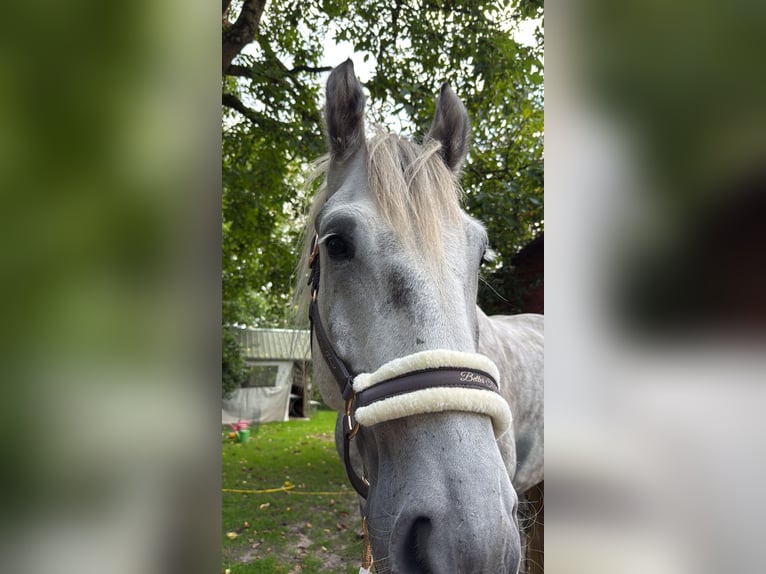 Polish Coldblood Gelding 6 years 16.2 hh Grey-Dapple in Egestorf