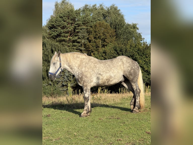 Polish Coldblood Gelding 6 years 16.2 hh Grey-Dapple in Egestorf