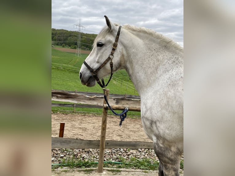 Polish Coldblood Gelding 6 years 16,3 hh Gray in Kandern