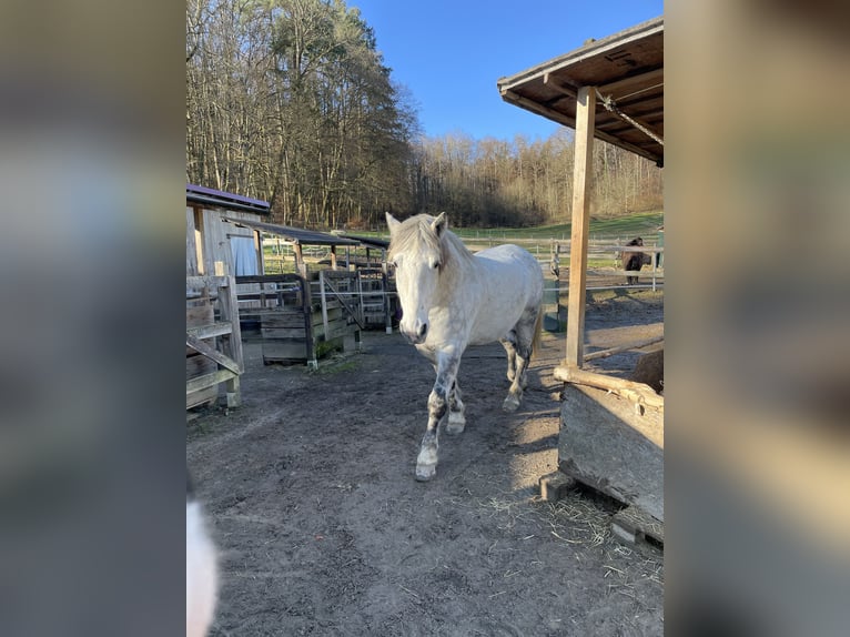 Polish Coldblood Gelding 6 years 16,3 hh Gray in Kandern