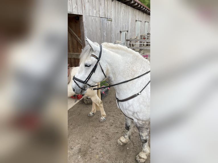 Polish Coldblood Gelding 6 years 16,3 hh Gray in Kandern