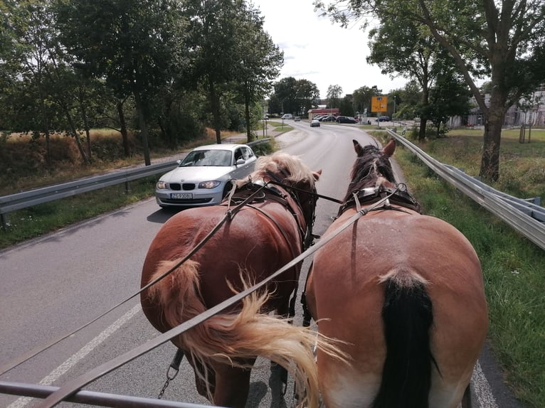 Polish Coldblood Gelding 7 years 15,2 hh in Gramzow