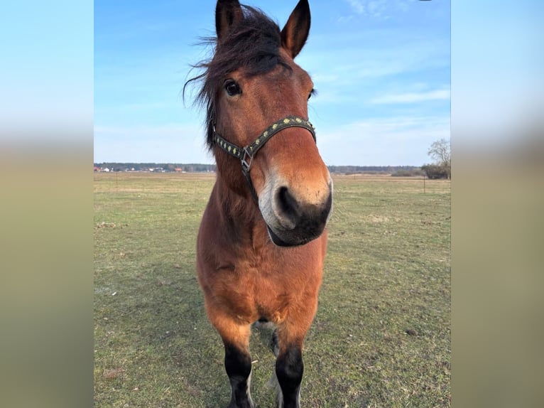 Polish Coldblood Gelding 7 years 15 hh Brown in Joachimsthal