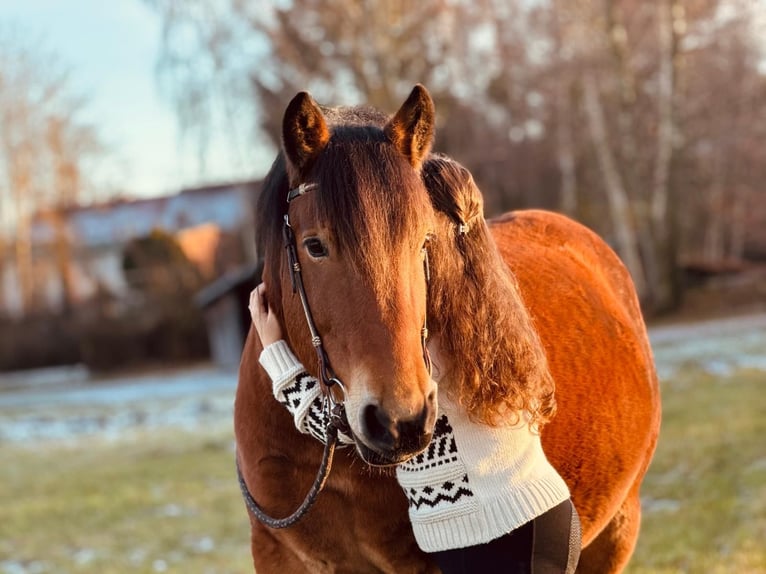 Polish Coldblood Gelding 7 years 15 hh Brown in Joachimsthal