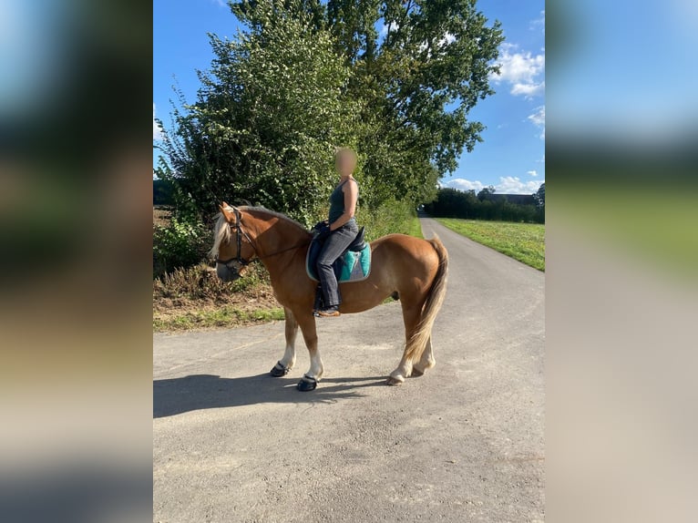 Polish Coldblood Gelding 7 years 15,1 hh Chestnut-Red in Brakel