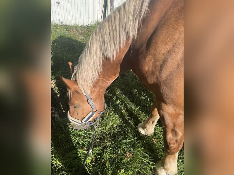 Polish Coldblood Mix Gelding 7 years 15,1 hh Chestnut-Red in Hohenpei&#xDF;enberg