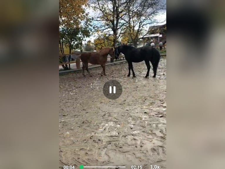 Polish Coldblood Gelding 7 years 15,1 hh Chestnut-Red in Ascha Polish Coldblood Gelding 7 years 15,1 hh Chestnut-Red in Ascha