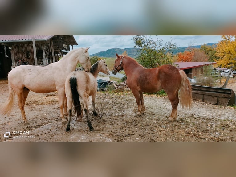 Polish Coldblood Gelding 7 years 15,1 hh Chestnut-Red in Ascha Polish Coldblood Gelding 7 years 15,1 hh Chestnut-Red in Ascha