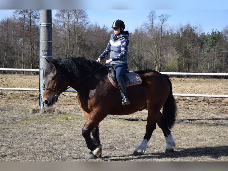 Polish Coldblood Gelding 7 years 16.1 hh Brown in Chełmno