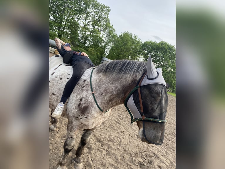 Polish Coldblood Mix Gelding 7 years 16 hh Leopard-Piebald in Brandenburg an der Havelg