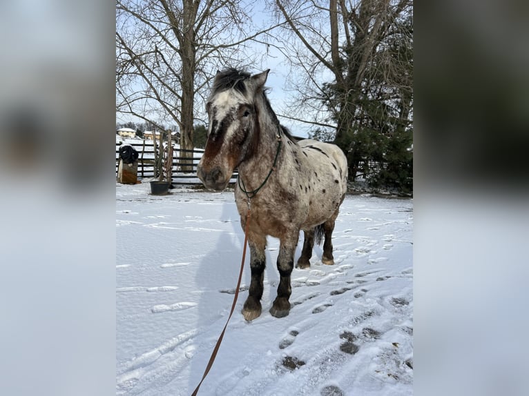 Polish Coldblood Mix Gelding 7 years 16 hh Leopard-Piebald in Brandenburg an der Havelg