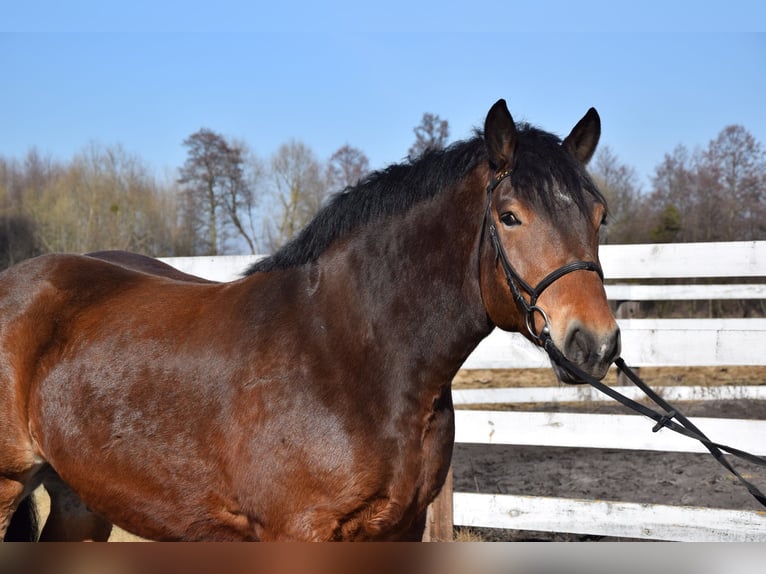Polish Coldblood Gelding 7 years 16,1 hh Brown in Chelmno
