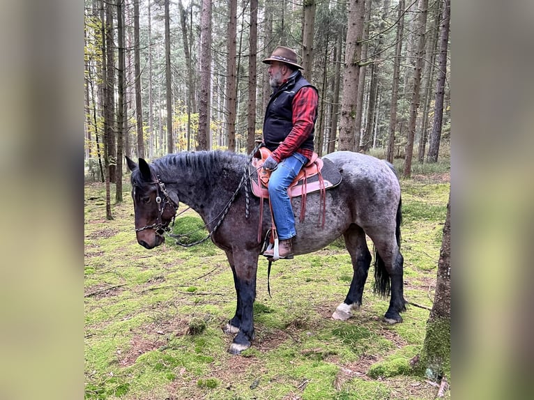 Polish Coldblood Mix Gelding 7 years 16,1 hh in Perasdorf
