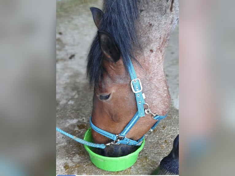 Polish Coldblood Mix Gelding 7 years 16,1 hh Roan-Bay in Perasdorf