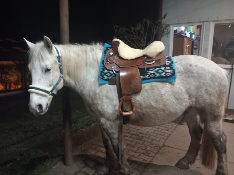 Polish Coldblood Mix Gelding 8 years 15.1 hh Grey in Rittersdorf