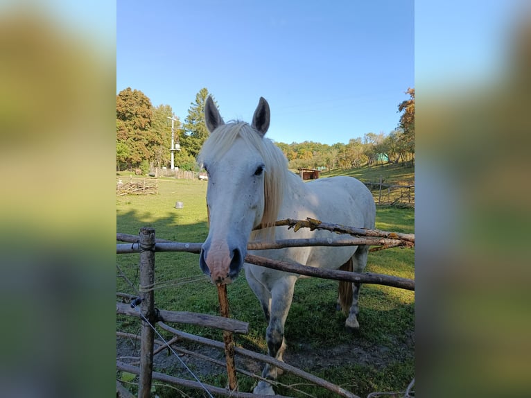 Polish Coldblood Mix Gelding 8 years 15.1 hh Grey in Rittersdorf