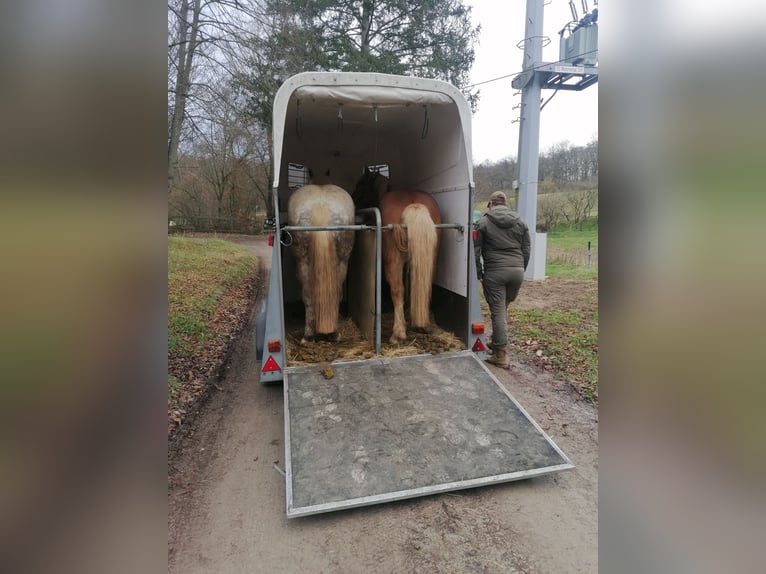 Polish Coldblood Mix Gelding 8 years 15.1 hh Grey in Rittersdorf