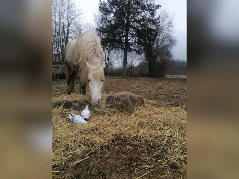 Polish Coldblood Mix Gelding 8 years 15.1 hh Grey in Rittersdorf