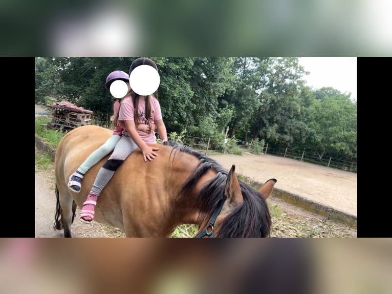 Polish Coldblood Gelding 8 years 15 hh Buckskin in Dresden