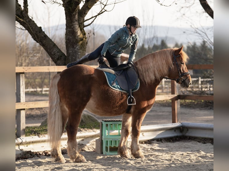 Polish Coldblood Mix Gelding 8 years 15,1 hh Chestnut-Red in Ascha