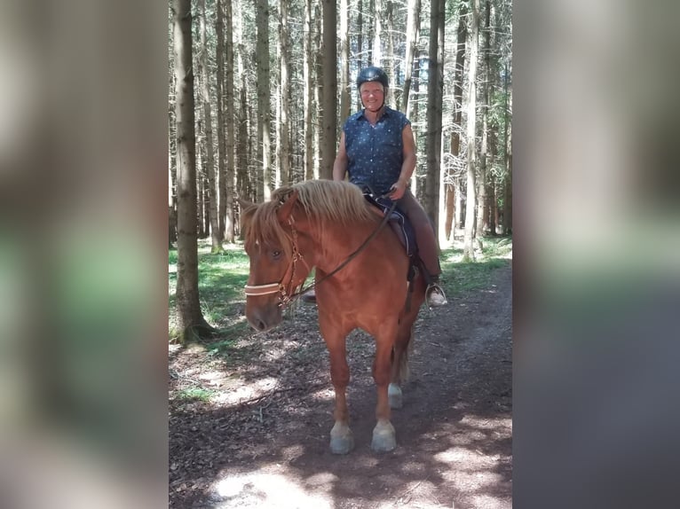 Polish Coldblood Gelding 8 years 15,1 hh Chestnut-Red in Weil