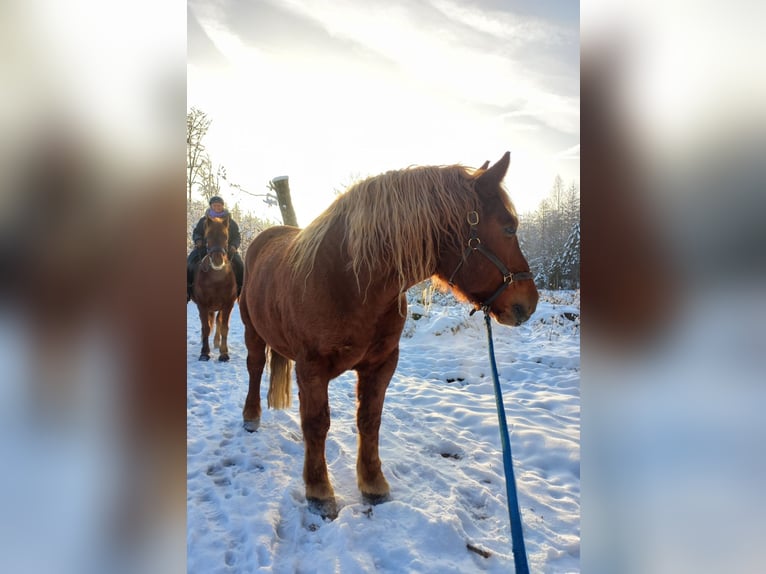 Polish Coldblood Gelding 8 years 15,1 hh Chestnut-Red in Weil