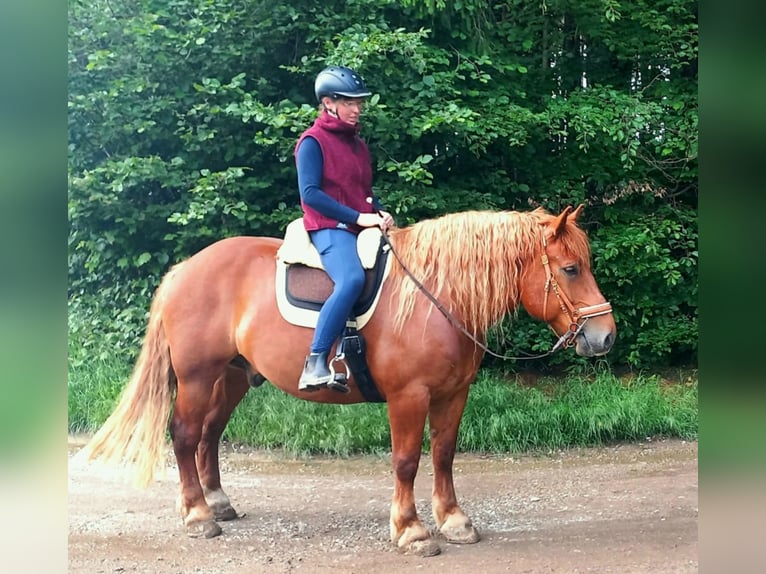 Polish Coldblood Gelding 9 years 15.1 hh Chestnut-Red in Weil