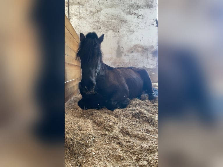 Polish Coldblood Gelding 9 years 15.1 hh  in Möckmühl
