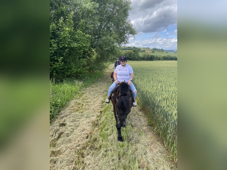 Polish Coldblood Gelding 9 years 15.1 hh  in Möckmühl