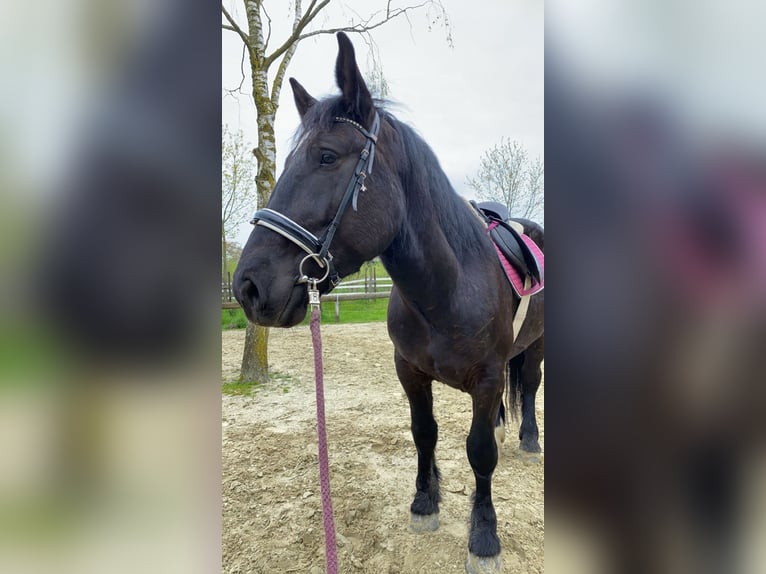 Polish Coldblood Gelding 9 years 15,2 hh Black in Willich