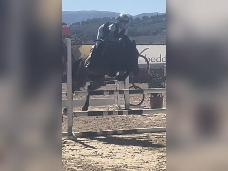 Polish Coldblood Mix Mare 10 years 14,1 hh Brown in Bazzano Inferiore Spoleto